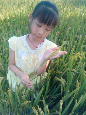 小雨娟欣赏稻穗